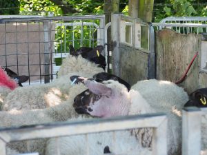 Calf, lambs, guess the name of the sheep and sheep shearing