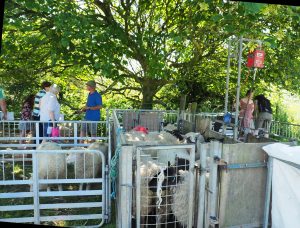 Calf, lambs, guess the name of the sheep and sheep shearing