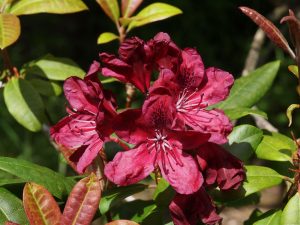 Rhododendron ‘Mosers Maroon’