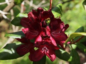 Rhododendron ‘Mosers Maroon’