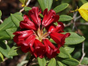 Rhododendron sanguineum ssp didymum