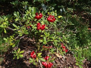 Rhododendron sanguineum ssp didymum
