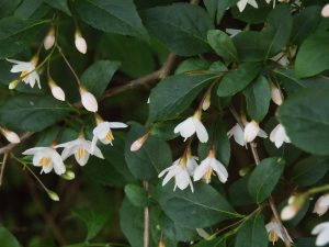 Styrax japonicus ‘Pink Chimes’