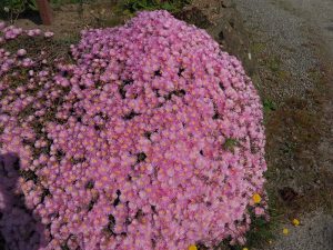 pink lampranthus