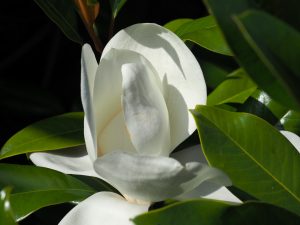 Magnolia grandiflora ‘Overton’