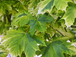 Acer pseudoplatanus ‘Simon Louis Freres’