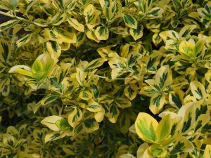 Euonymus ‘Emerald and Gold’