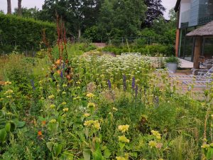 site of the new Harrod herbaceous garden