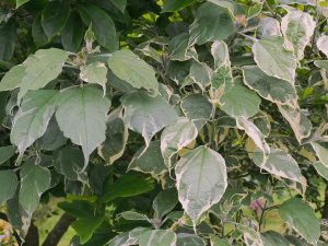 Clerodendron trochotomum ‘Carnival’