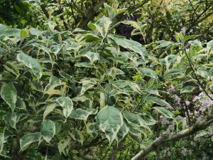 Clerodendron trochotomum ‘Carnival’