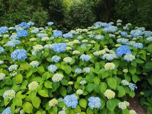 blue hydrangeas