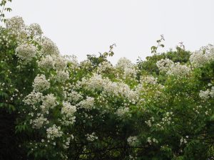 white climbing rose