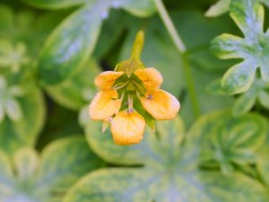 Tropaeolum ciliatum