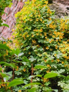 Tropaeolum ciliatum