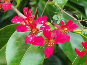 Tropaeolum speciosum