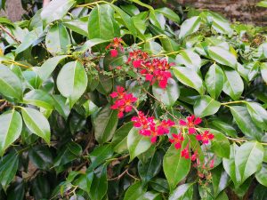 Tropaeolum speciosum