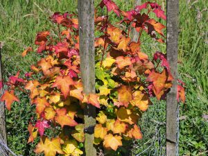 Acer cappadocium ‘Aureum’