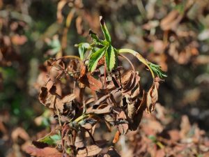 Polylepsis australis