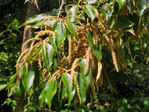 Lithocarpus variolosus