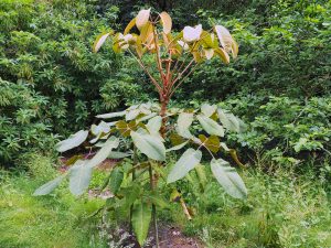 Schefflera macrophylla