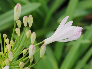 Agapanthus ‘Strawberry Ice’