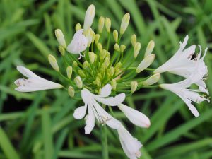 Agapanthus ‘Strawberry Ice’