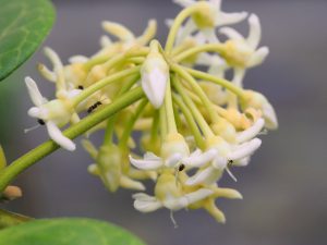 Marsdenia oreophila