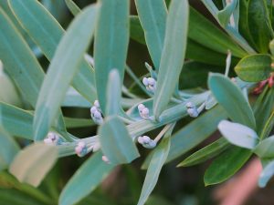 Podocarpus elongatus ‘Blue Chip’