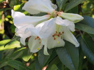 Rhododendron maddenii