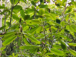 Magnolia rostrata