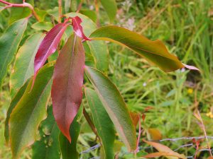 Rhederodendron macrocarpum