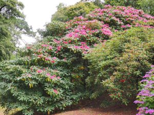 Rhododendron ‘Harrow Hybrids’