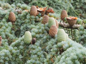 Cedrus atlantica