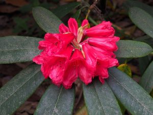 late flowering red rhododendron