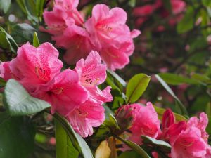 Rhododendron ‘Harrow Hybrids’