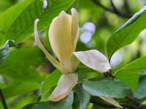 Magnolia ‘Charles Coates’