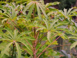 Schefflera rhododendrifolia