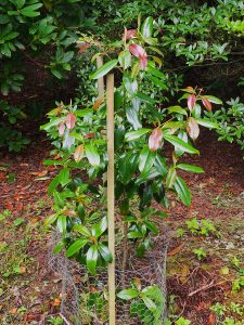 Magnolia nitida