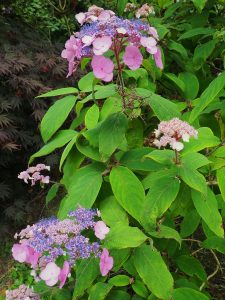 Two very different forms of Hydrangea sargentiana