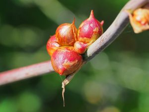 Watsonia seed