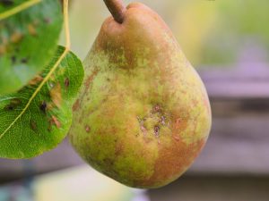 Pear ‘Doyenne du Comice’