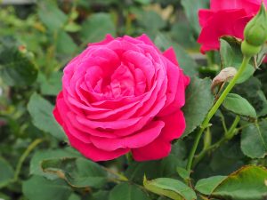 Rosa ‘Ruby 40th Anniversary’