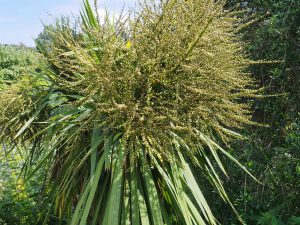 Cordyline australis