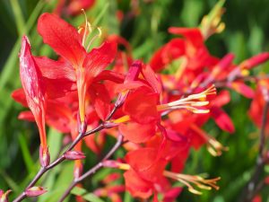 Crocosmia ‘Zeal Tan’