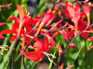 Crocosmia ‘Zeal Tan’