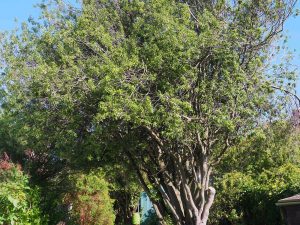 Pittosporum tenuifolium