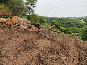 clearing above the old playhouse