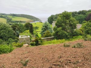 clearing above the old playhouse