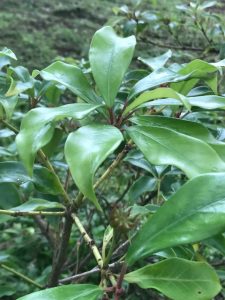 Illicium lanceolatum