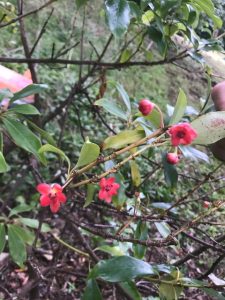 Illicium lanceolatum